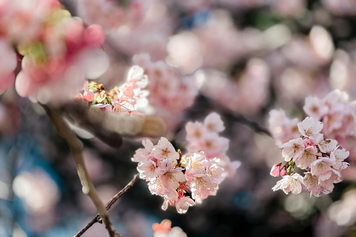 友達との旅は二度楽しい!

Rounding up my recent Japan trip with this carousel of images. So thankful for friends who are just as chill, and who loves going off the beaten path as much as I do. 

From trekking through the snow, surprise cherry-blossom viewing, tw