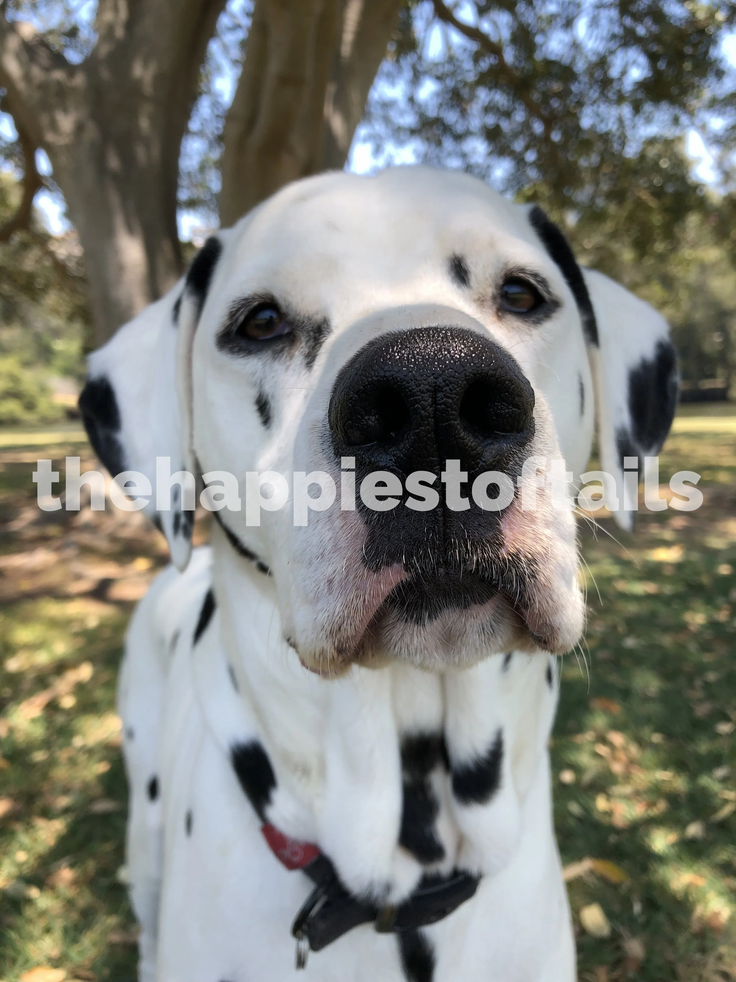  PHOTO CODE  ARCH19-035  