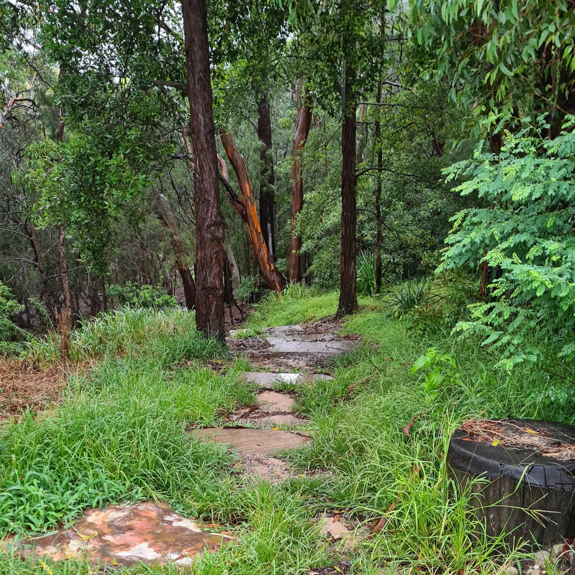 Rofe Park Bushwalk