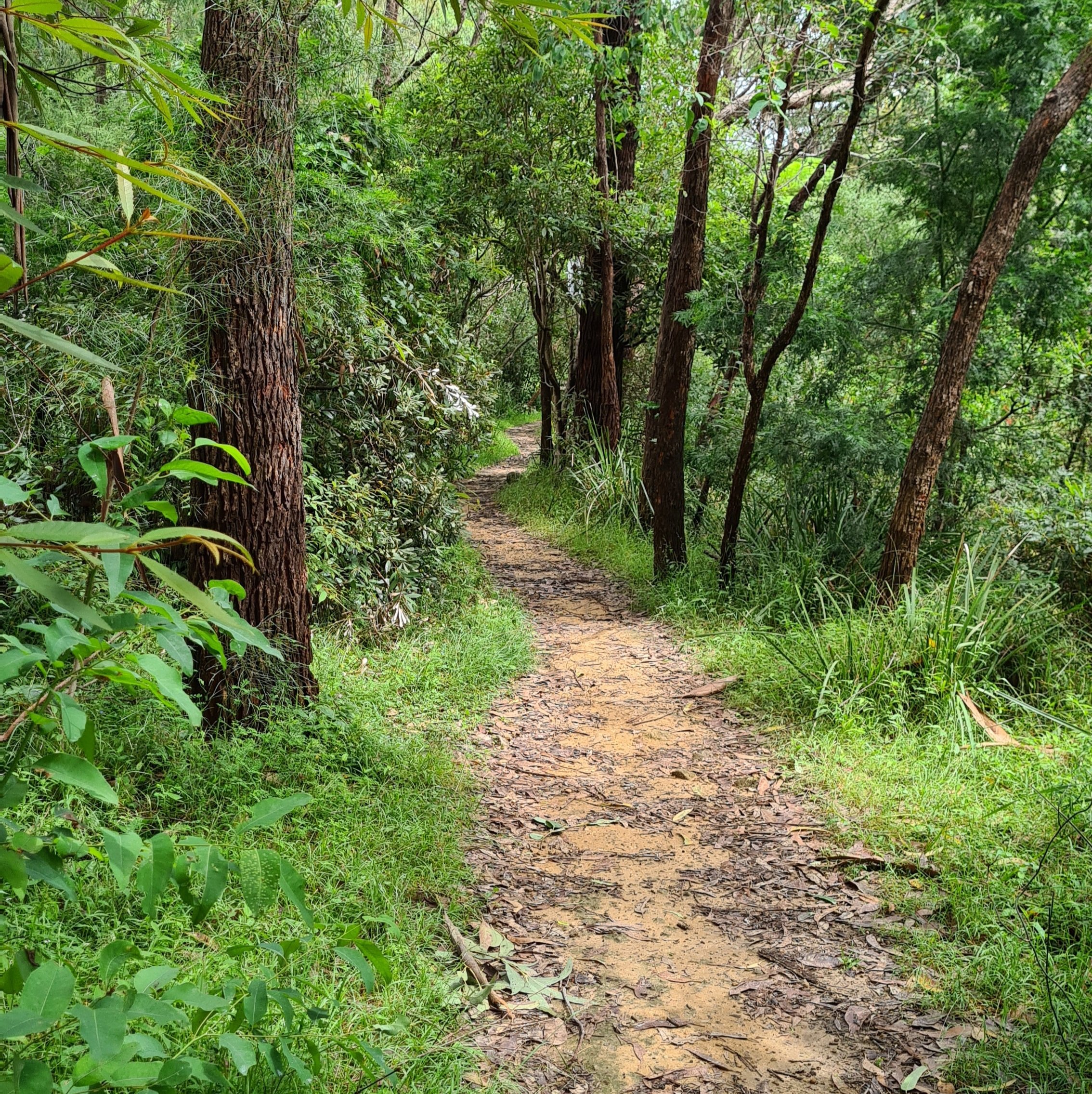 Lawry Plunkett Bushwalk