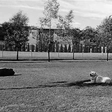 Henley/Grant Park, Enfield