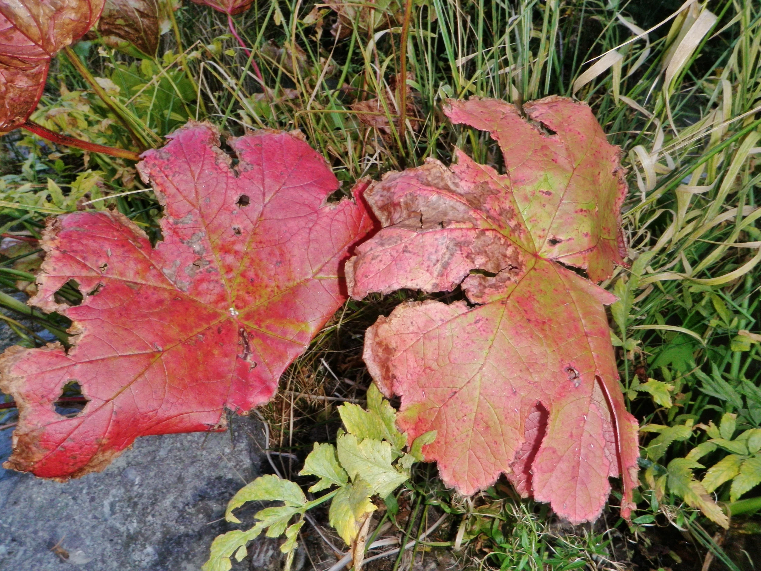 Indian Rhubarb aka Elephant Ear