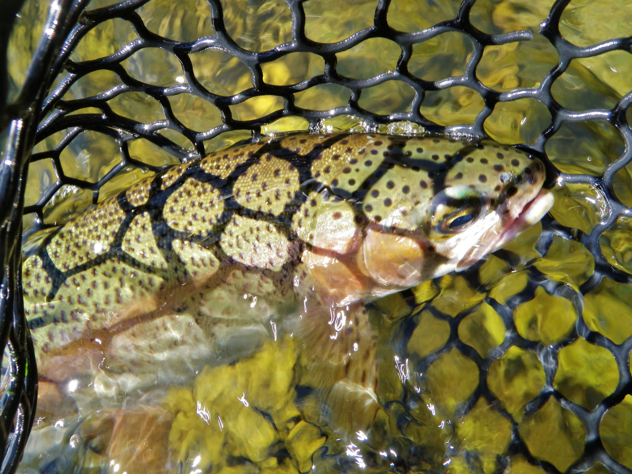 Upper Sac Big Fish Getting Hungry