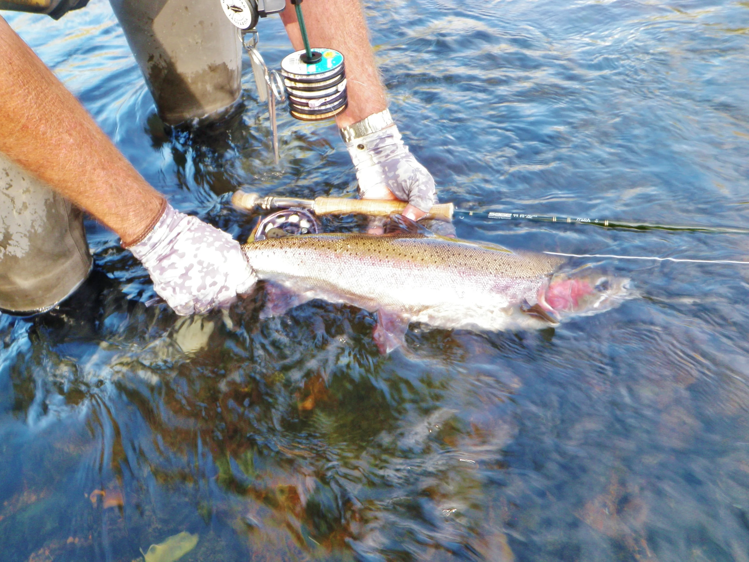 They Are Back If you have any further questions please call the shop and when you are in the area stop in and say hello. Rick Cox www.mccloudflyfishing.com www.wildwatersflyfishing.com