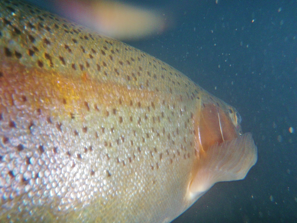 Another 20 in. McCloud Rainbow Slab
