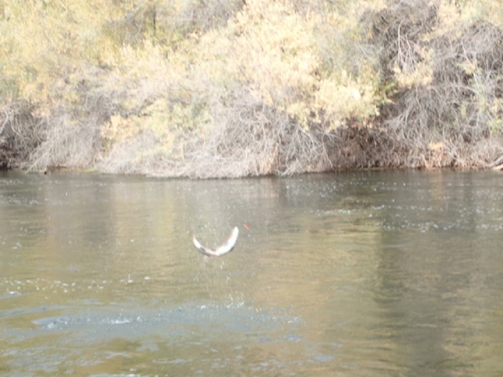 Leaper