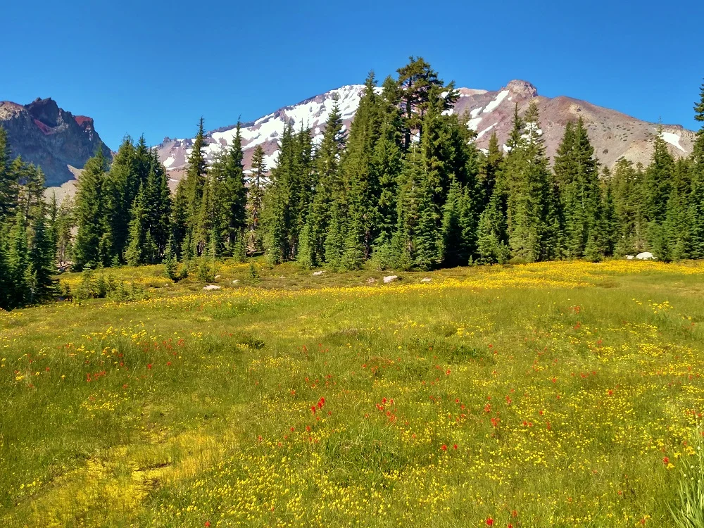 High Country Meadows Showing Off Right Now