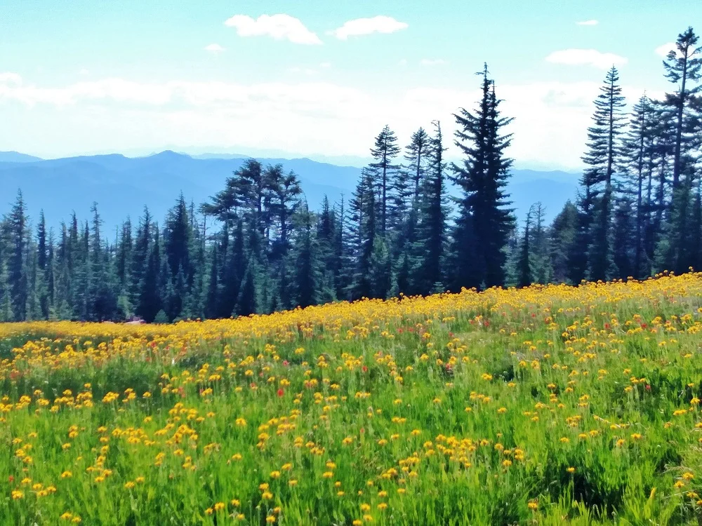 Now's The Time To See Some Mountain Bloom