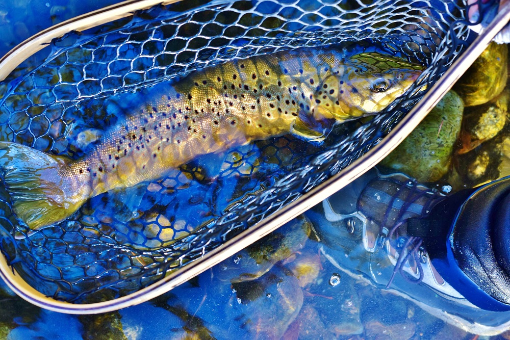 USac Brownie Photo by Montana Mclean