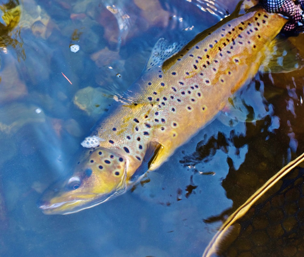 USac Brownie Photo by Montana Mclean