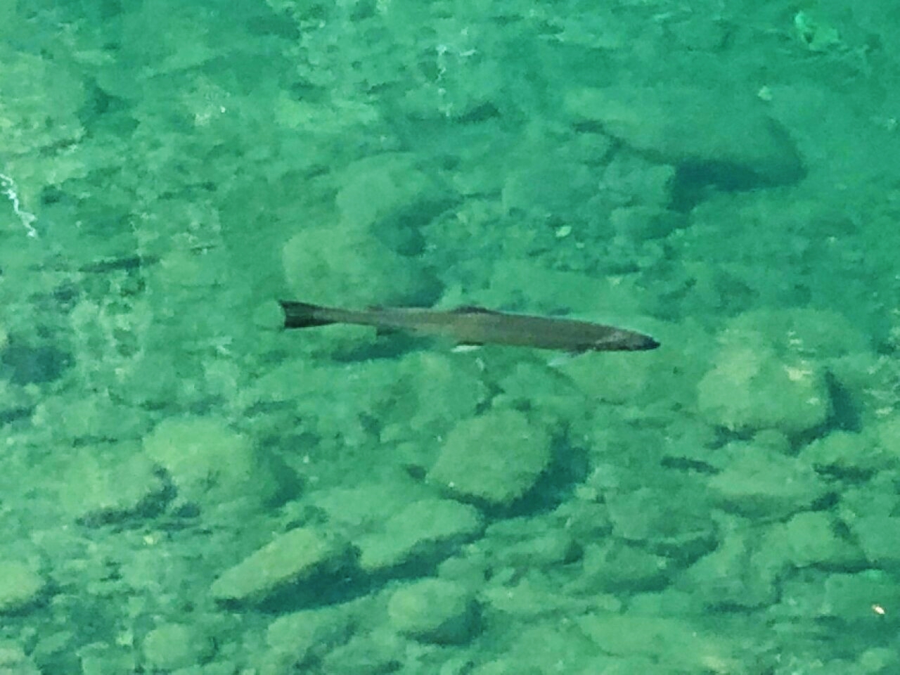 North Umqua Beast Photo by Pauline Cox