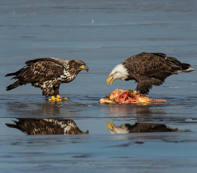 Great #Connecticut day .
.
.
.
.
.
.
#baldeagle, #juvenileeagle, #eagle, #river, #Connectictoutdoors, #birds, #connecticutriver, #naturalconnecticut