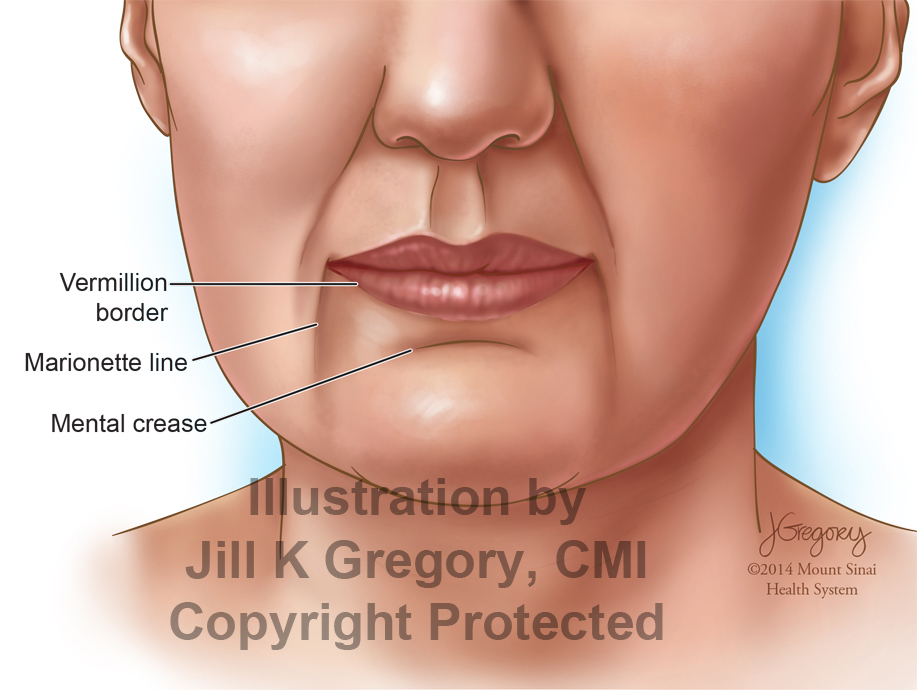 Anatomical Landmarks of the Lips