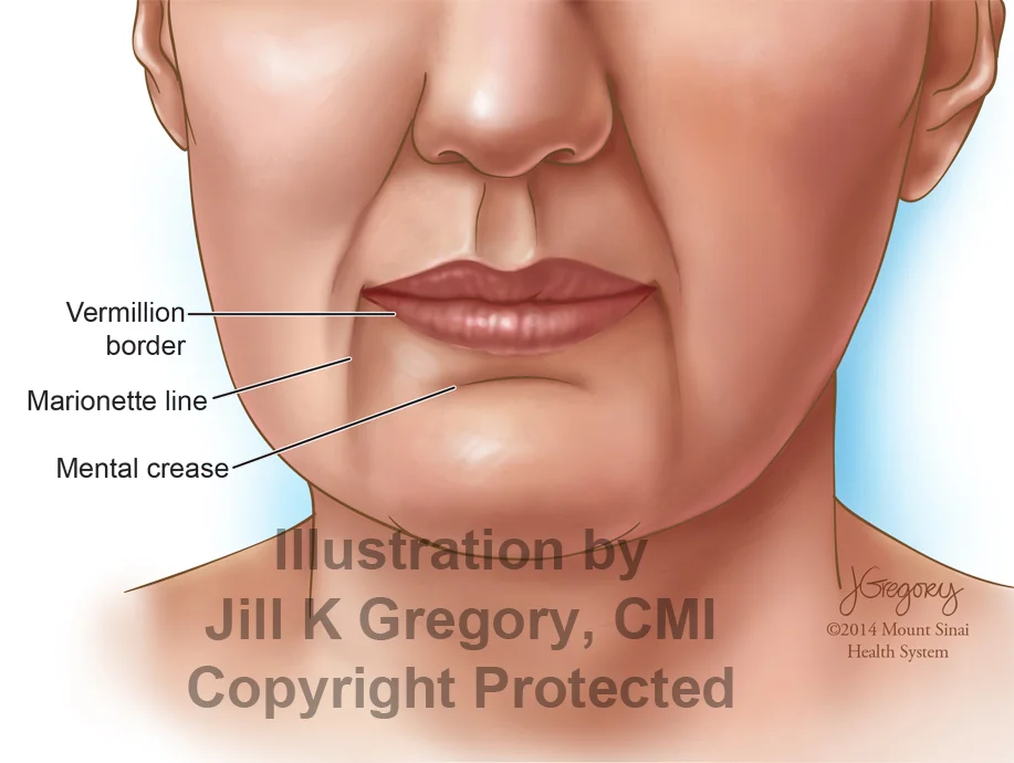 Anatomical Landmarks of the Lips