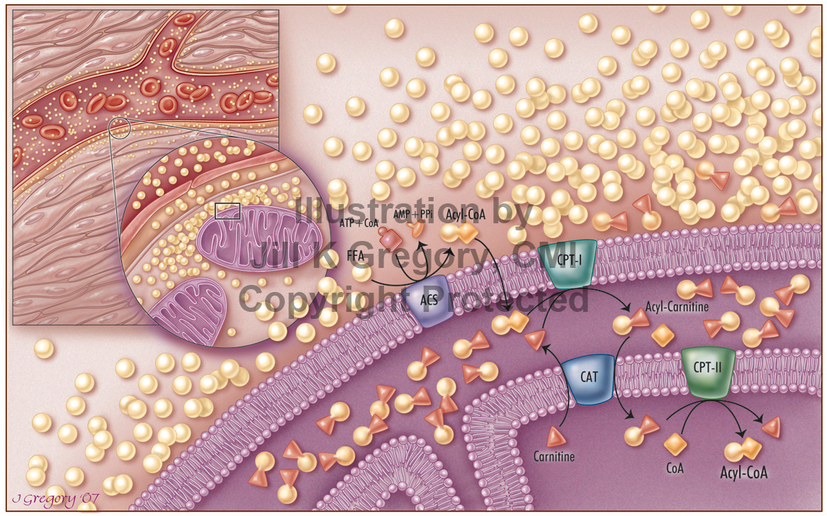 Lipid Transport across the Mitochondrial Membrane