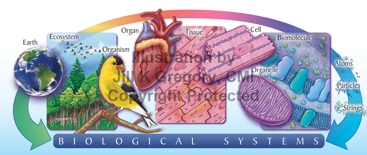 Interlocking Biological Systems