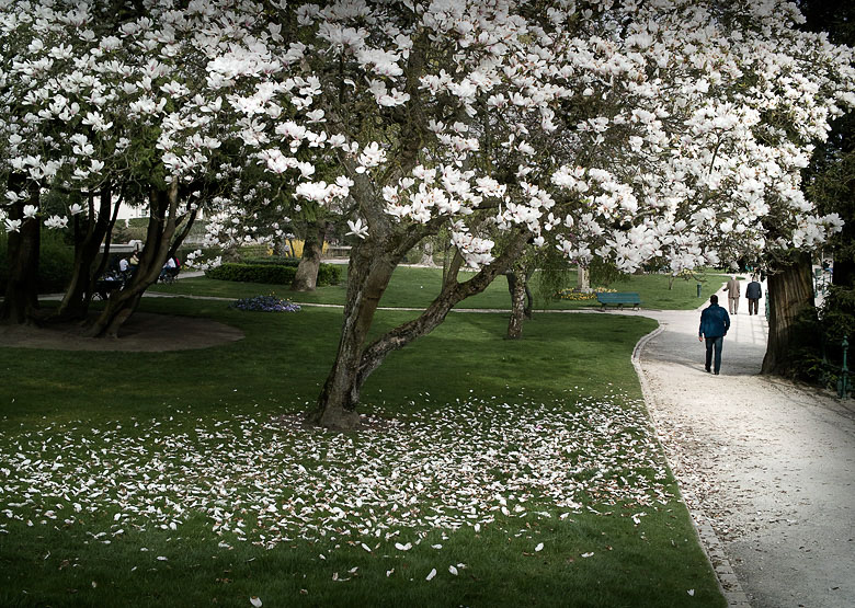 Projet 26 - Paysage - Magnolia dans un parc de Romorantin