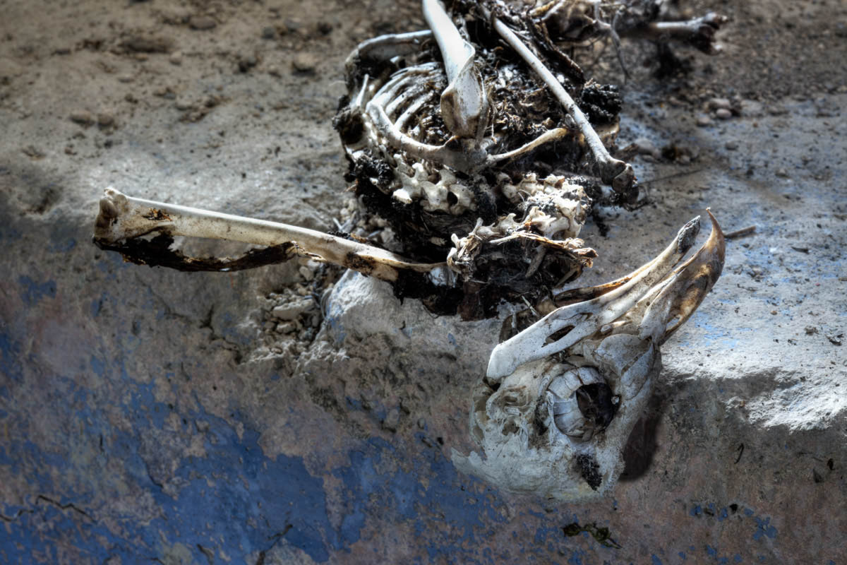 Lieux abandonnés - Cabane de pêcheur - le squelette d'oiseau