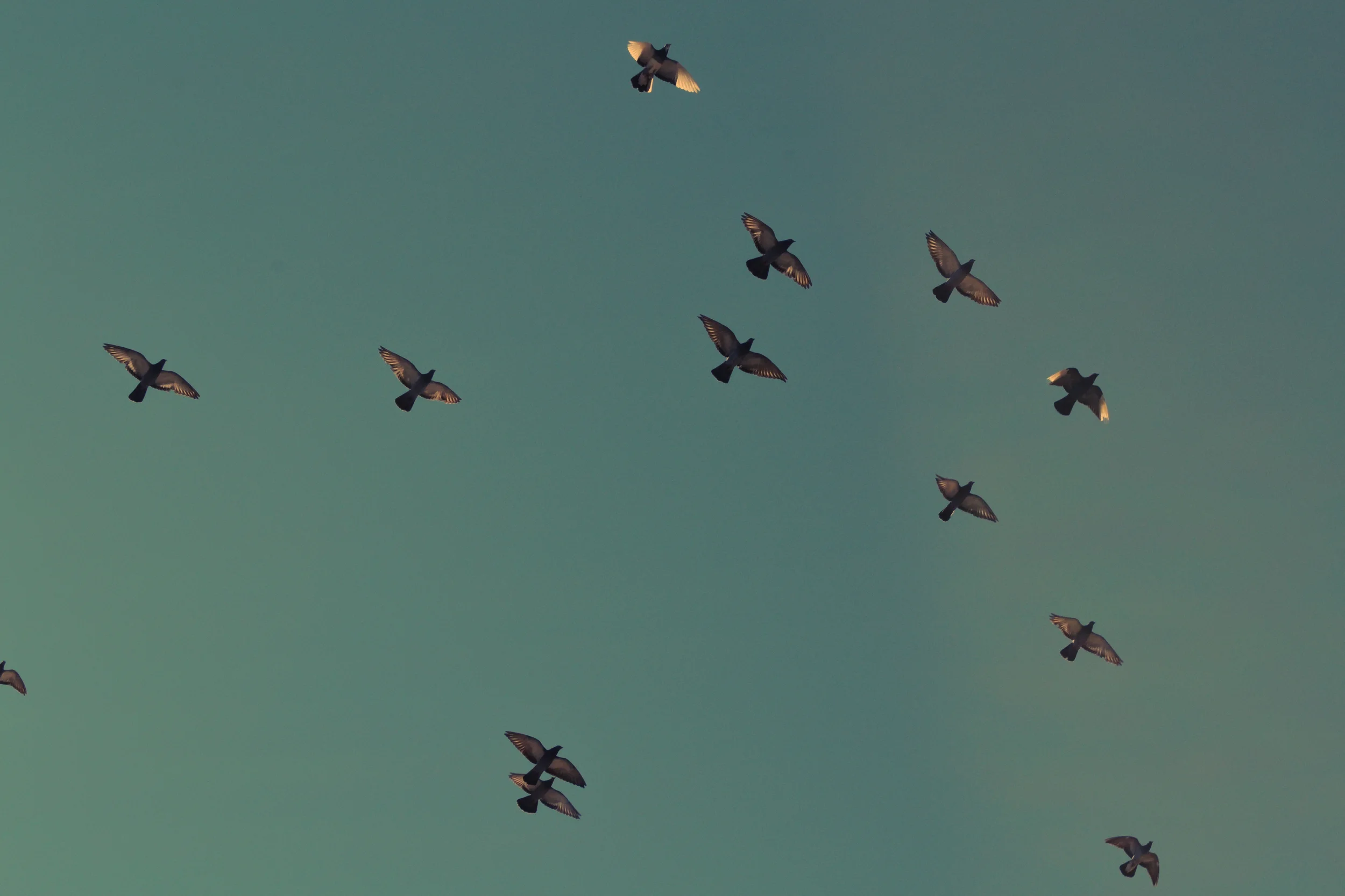 pigeonsflying.jpg