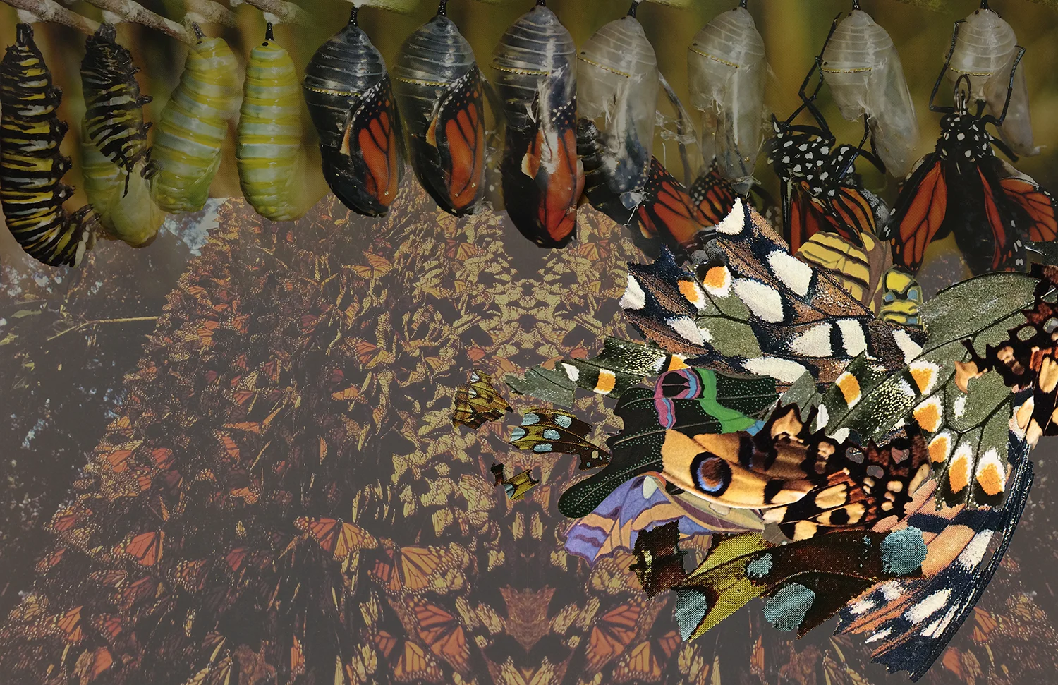 butterfly_moodboard.jpg