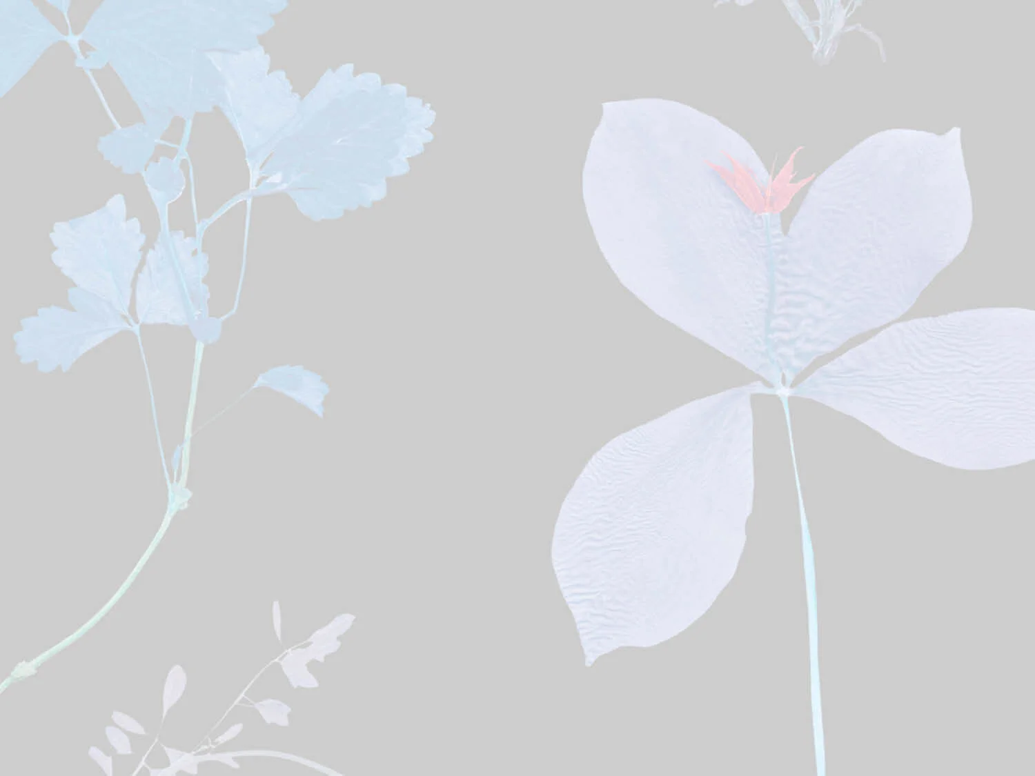 Aimee Wilder X Ivana Helsinki Collection_MargoIsadora12.jpg