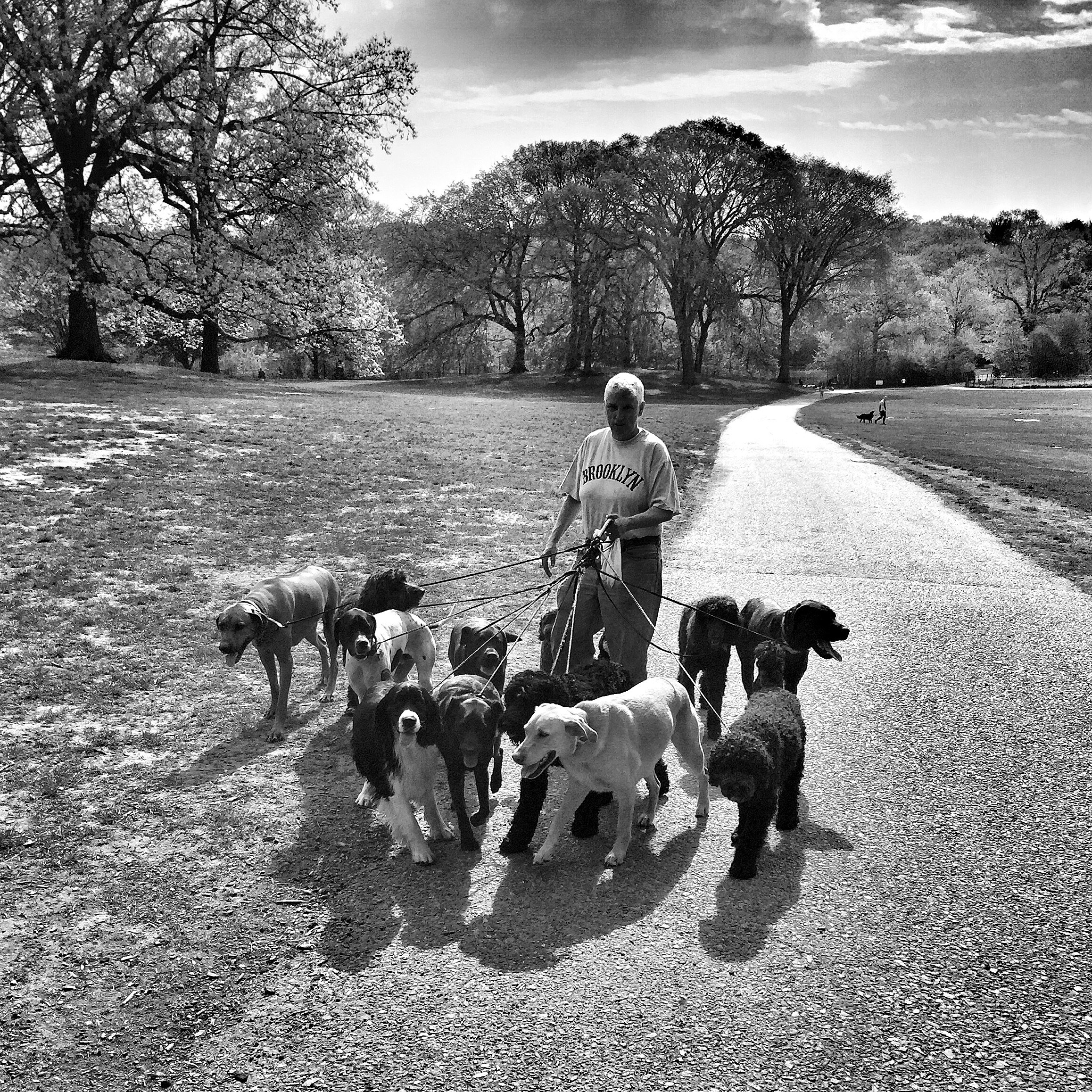 Prospect Park Hustle (2015)