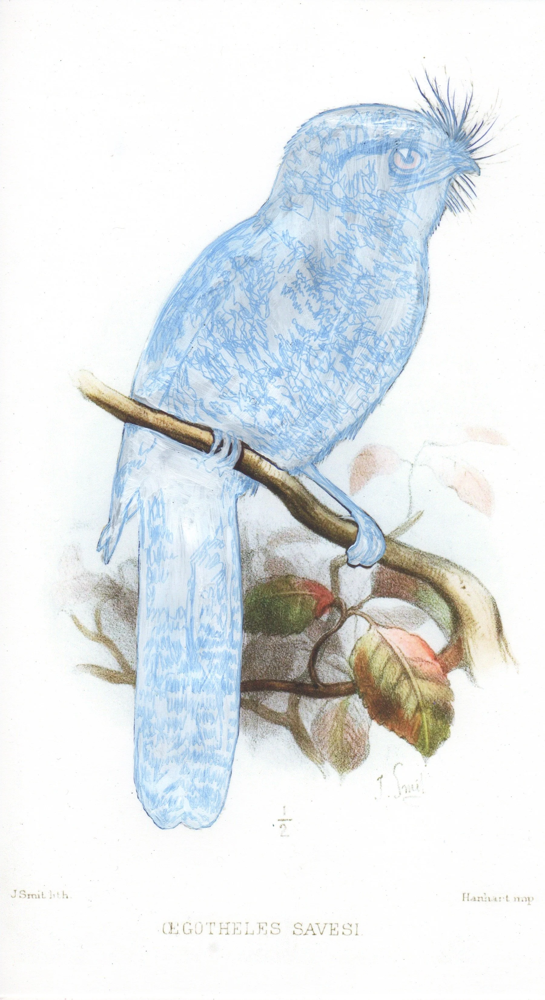 Nightjar Painting Scan.jpeg