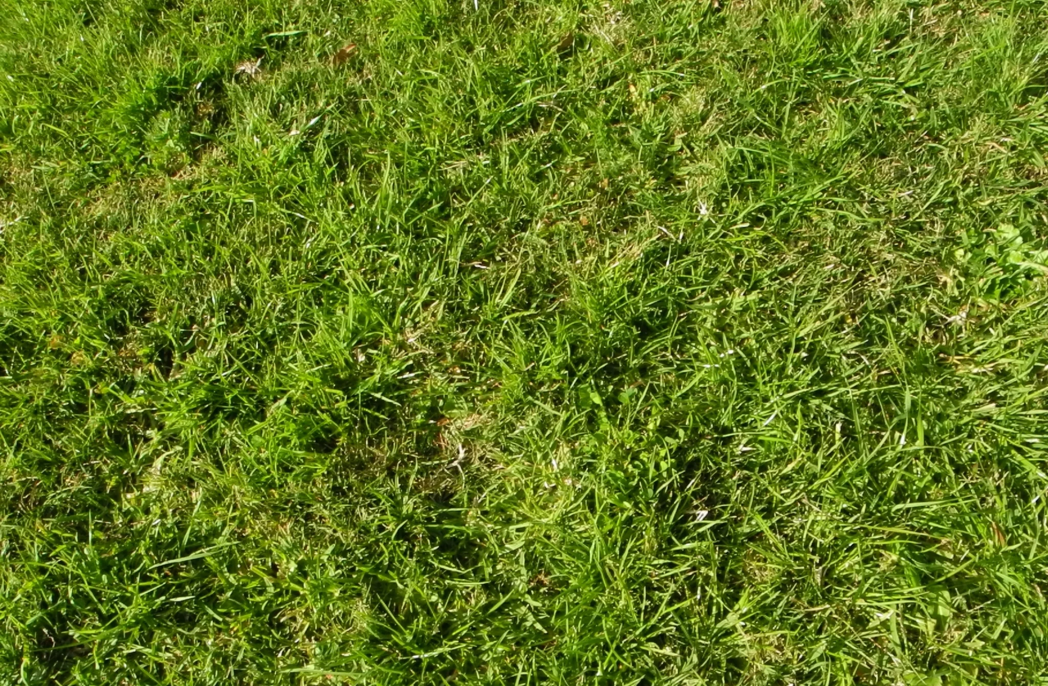 grass_texture_by_monkdey-d6cwilo.jpg