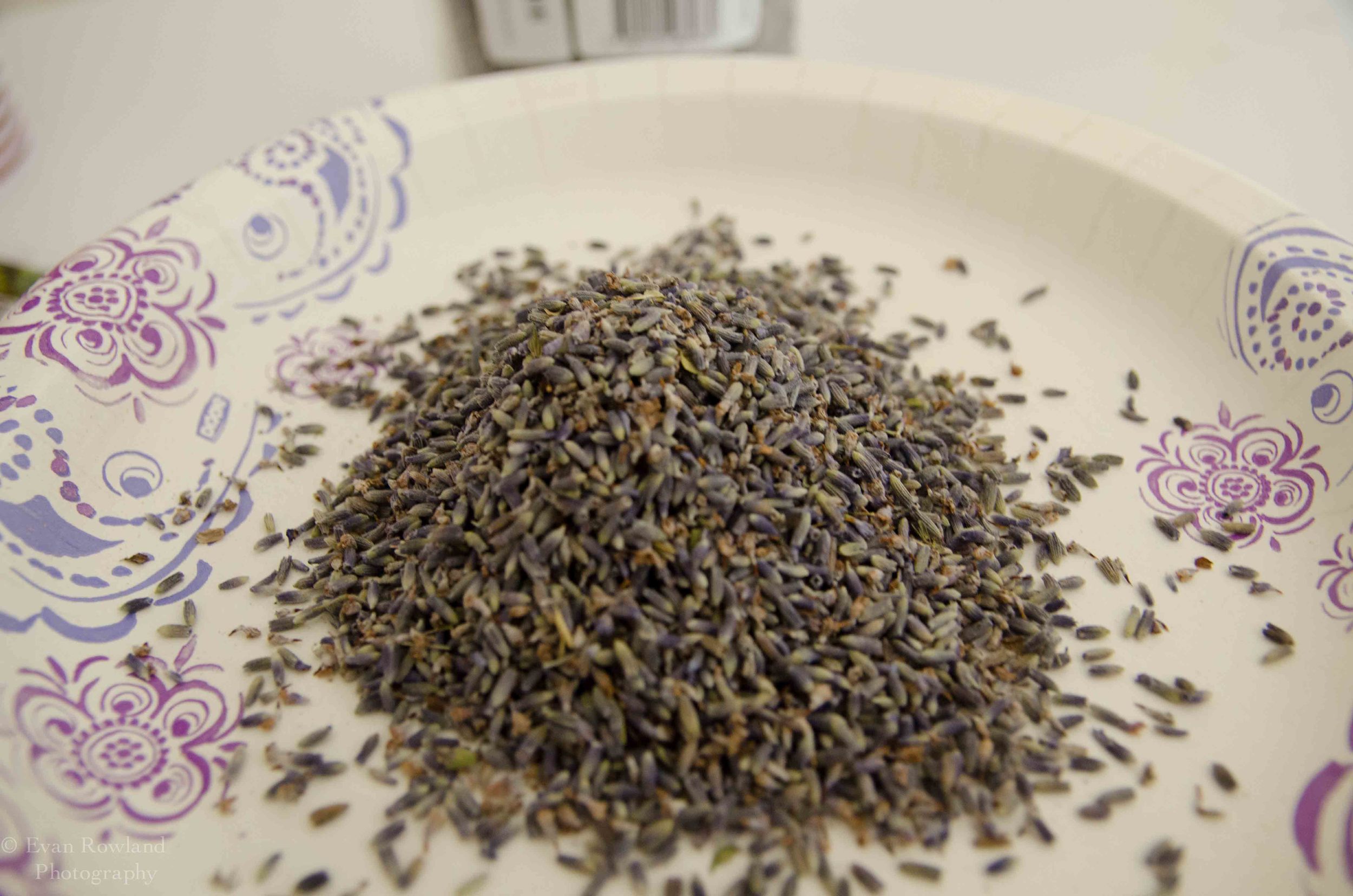 Culinary French Lavender 