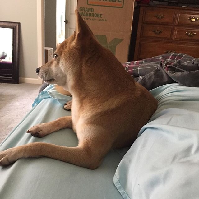 She slept under the bed but I think she&rsquo;s coming around to the new house