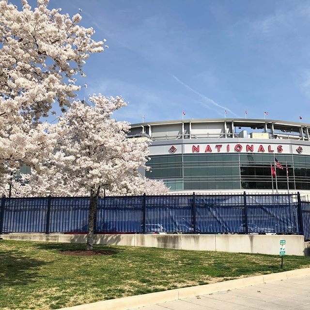 Went to DC yesterday for the cherry blossoms and the Nationals/Mets game 🌸⚾️