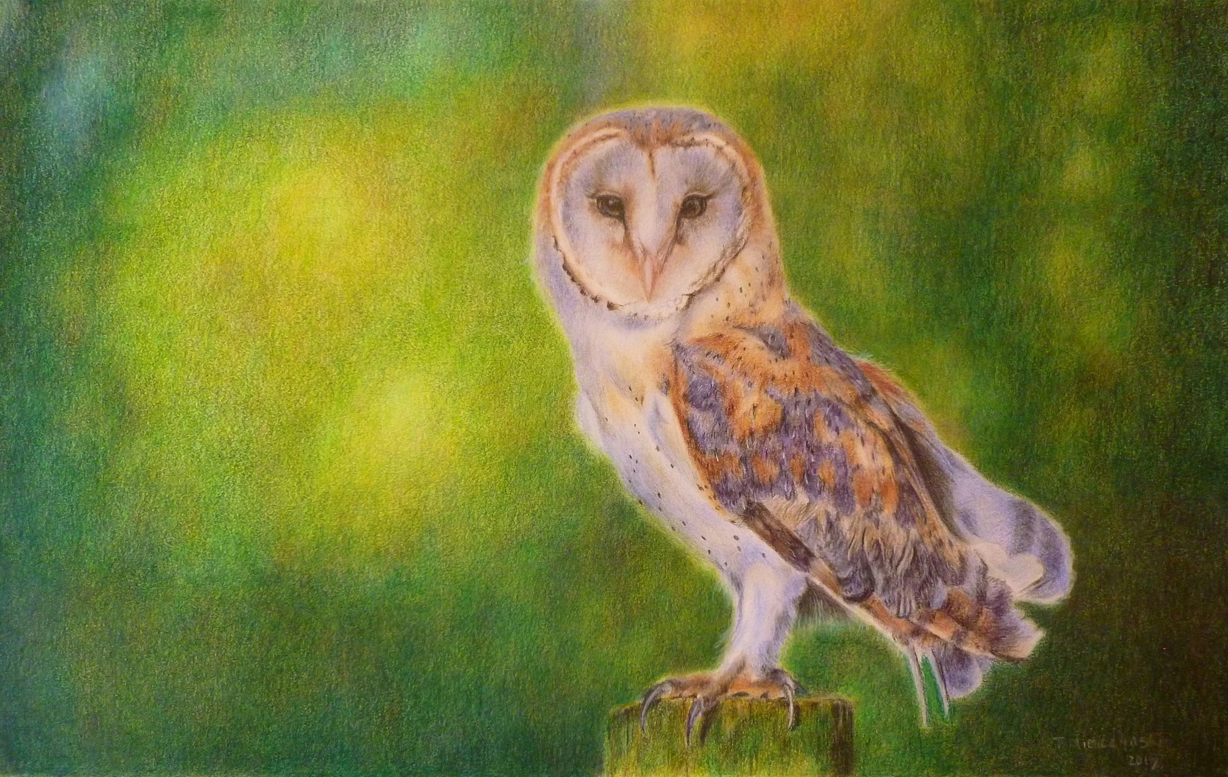 Wisdom in the Forrest barn owl in colored pencil on paper 14x9 200.jpg