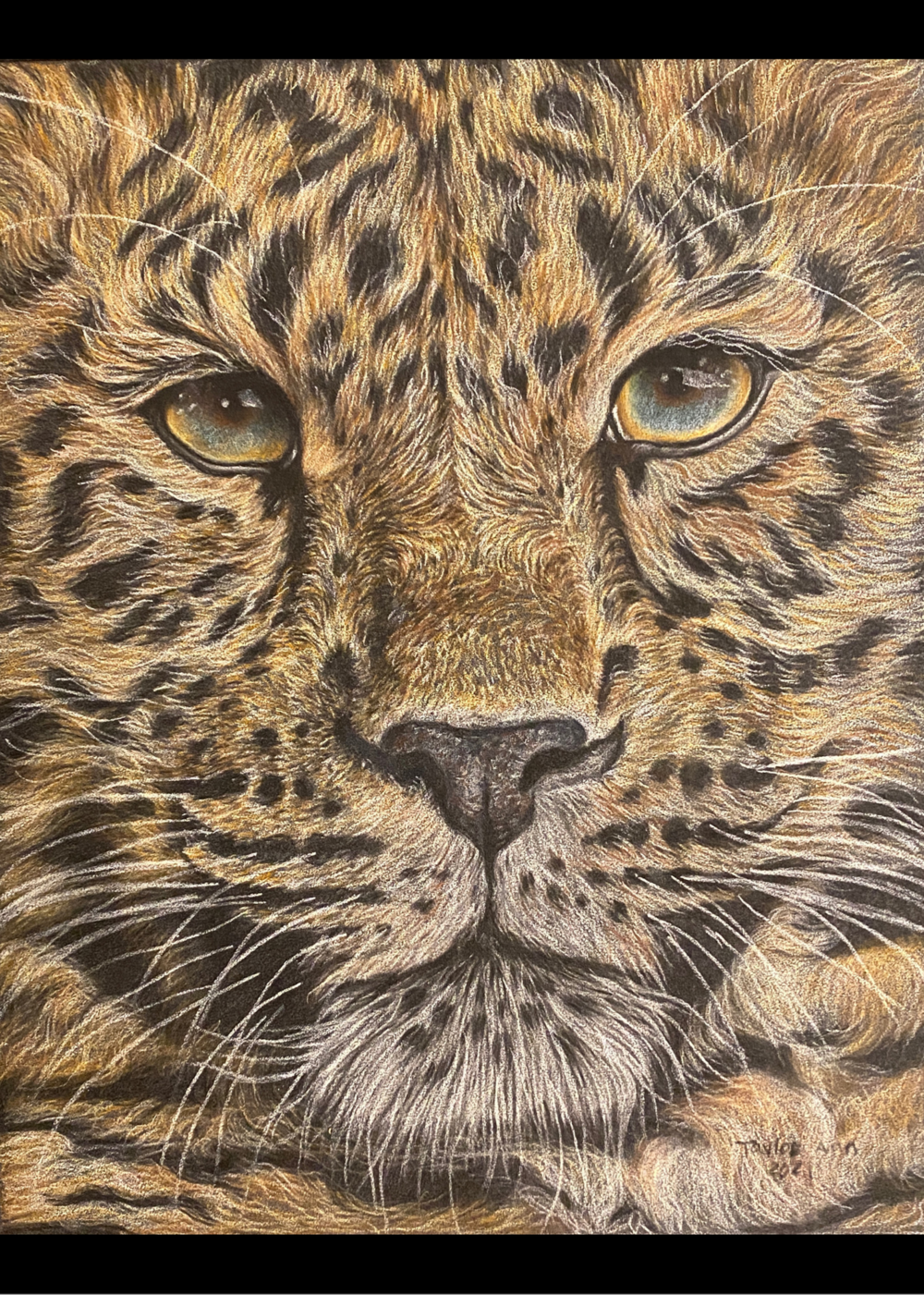 African Leopard Colored Pencil Portrait — Wildlife Sanctuary Art by Taylor  Ann