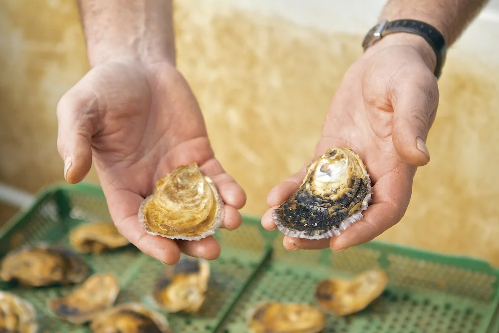 How to Grind Oyster Shells: Easy Steps for Perfect Results