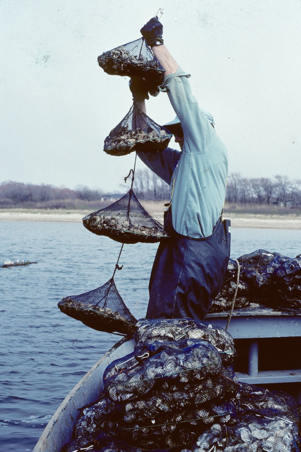 FIOF early oyster farm0113.jpg