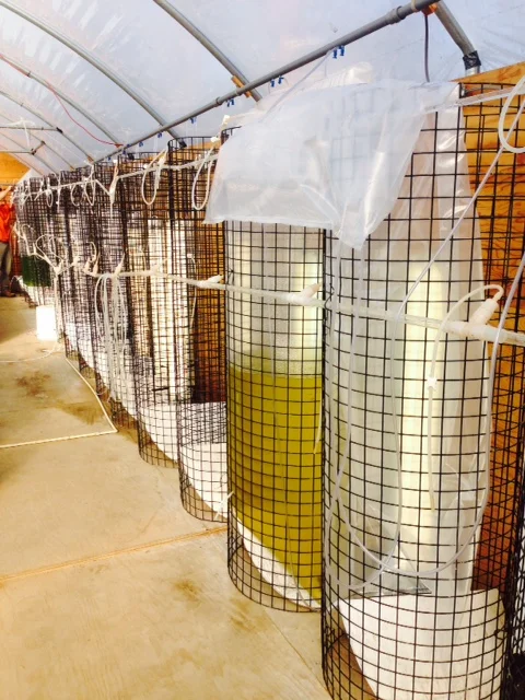 Before we grow oysters, we grow algae