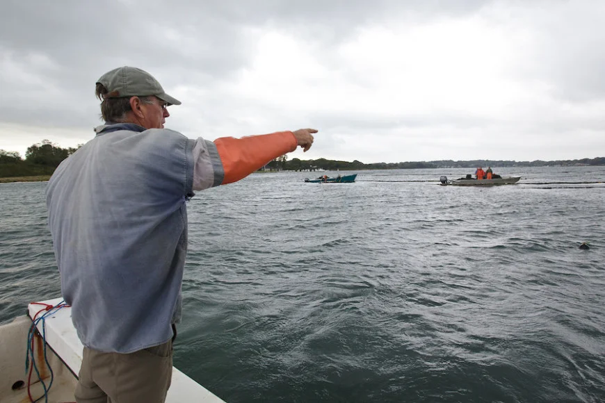 Pearls on the Half Shell