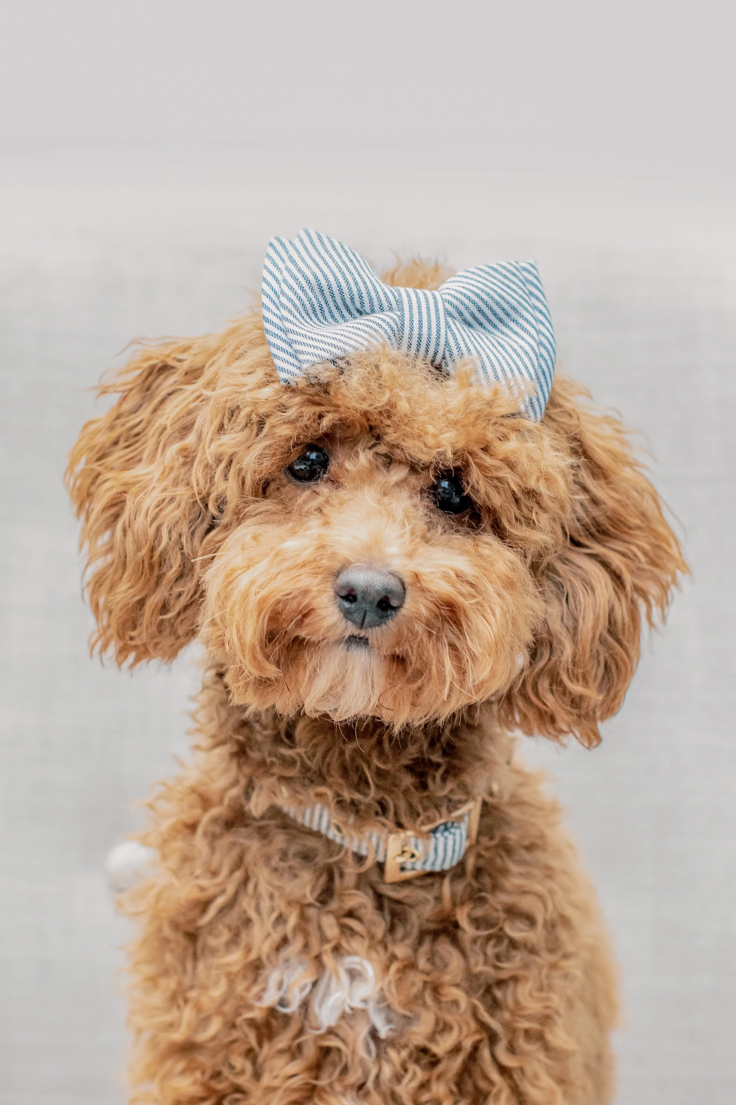 Willow the toy poodle wearing a blue bow to accent her orange fur.