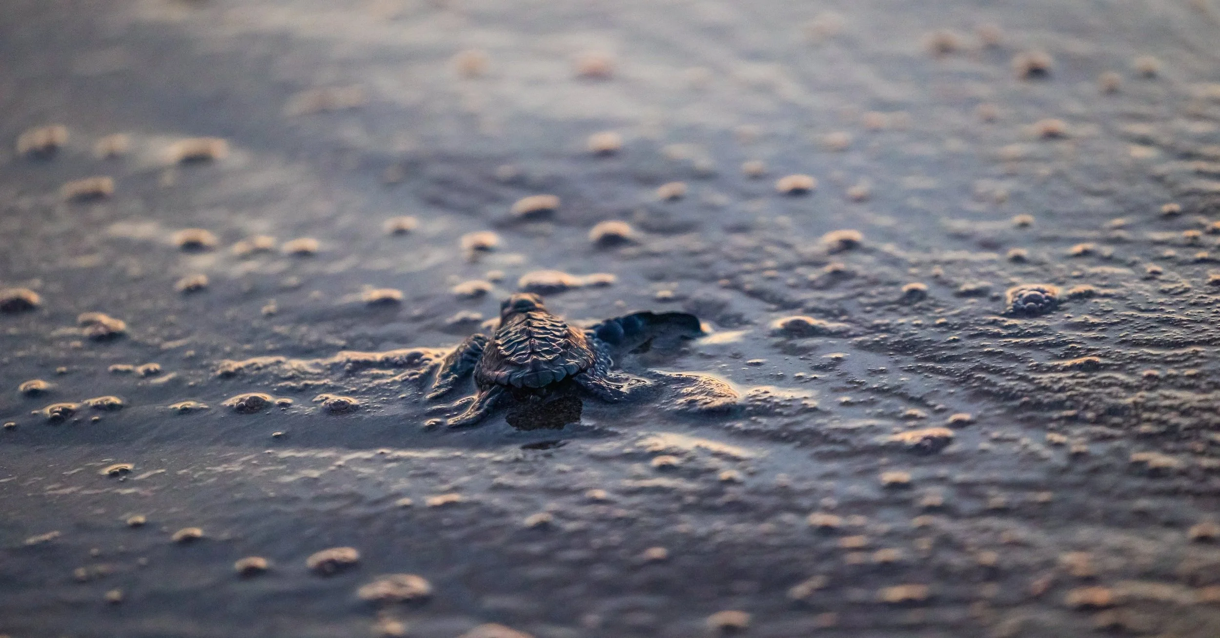 Baby sea turtle going out to sea at sunset.