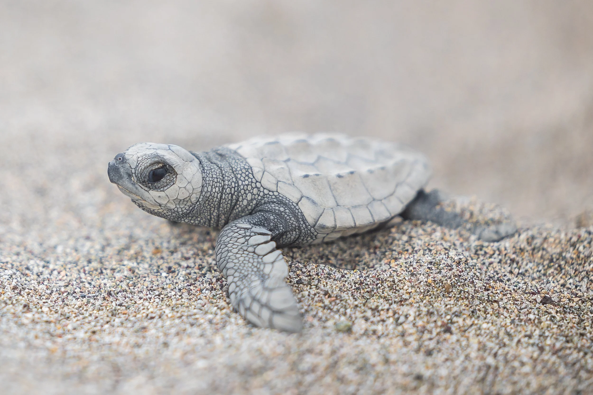 Close up of a baby sea turtle on sand.