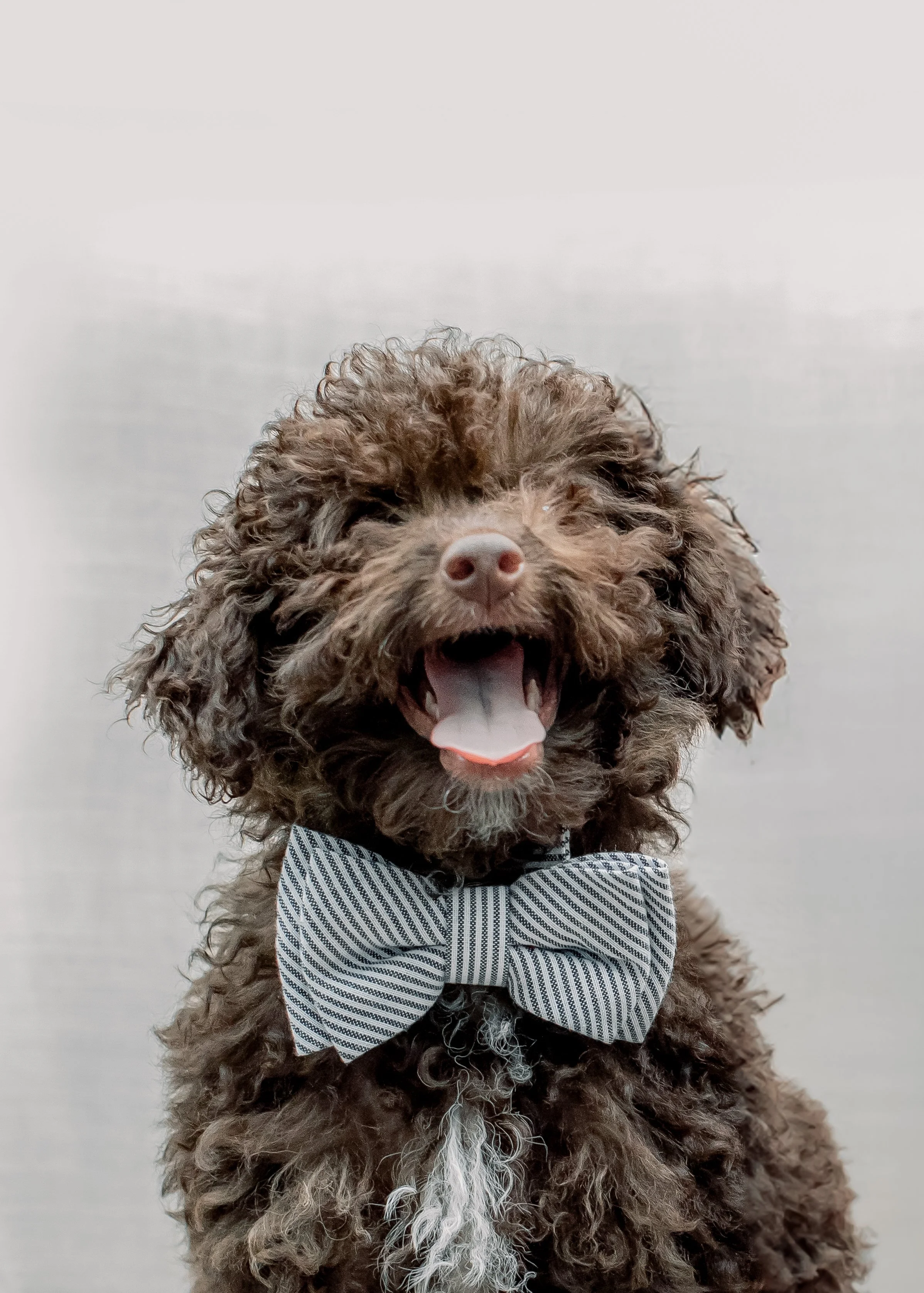 Brown toy poodle smiling while wearing a blue bowtie.