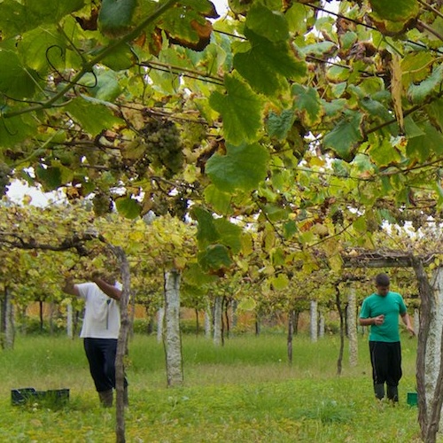 BODEGAS ALBAMAR