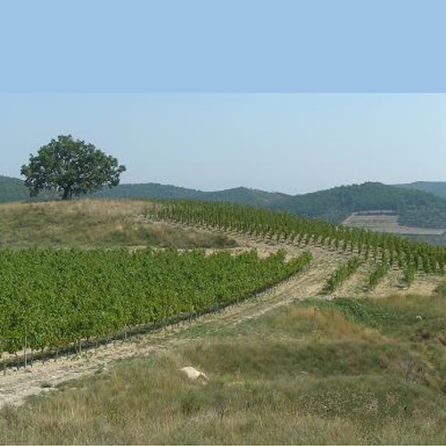 DOMAINE LES VIGNEAUX