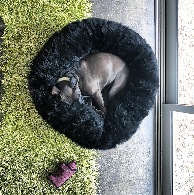 ❤️❤️Another photo of Jet in her new @animalsmatterinc bed! She isn&rsquo;t leaving anytime soon, not even for her 🐖. #dogsofinstagram #adoptdontshop tdontshop #pitbull @contra_costa_animal_services