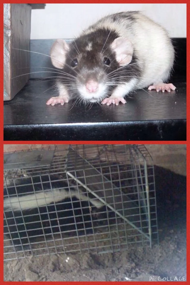 Lost Toshi, a pet rat, who got out of the rat play pen while outside. Toshi went under the back step so we set a trap. We SO didn't catch Toshi. Skunks not only like cat food but seem to think Cinnamon Toast Crunch is yummy too.