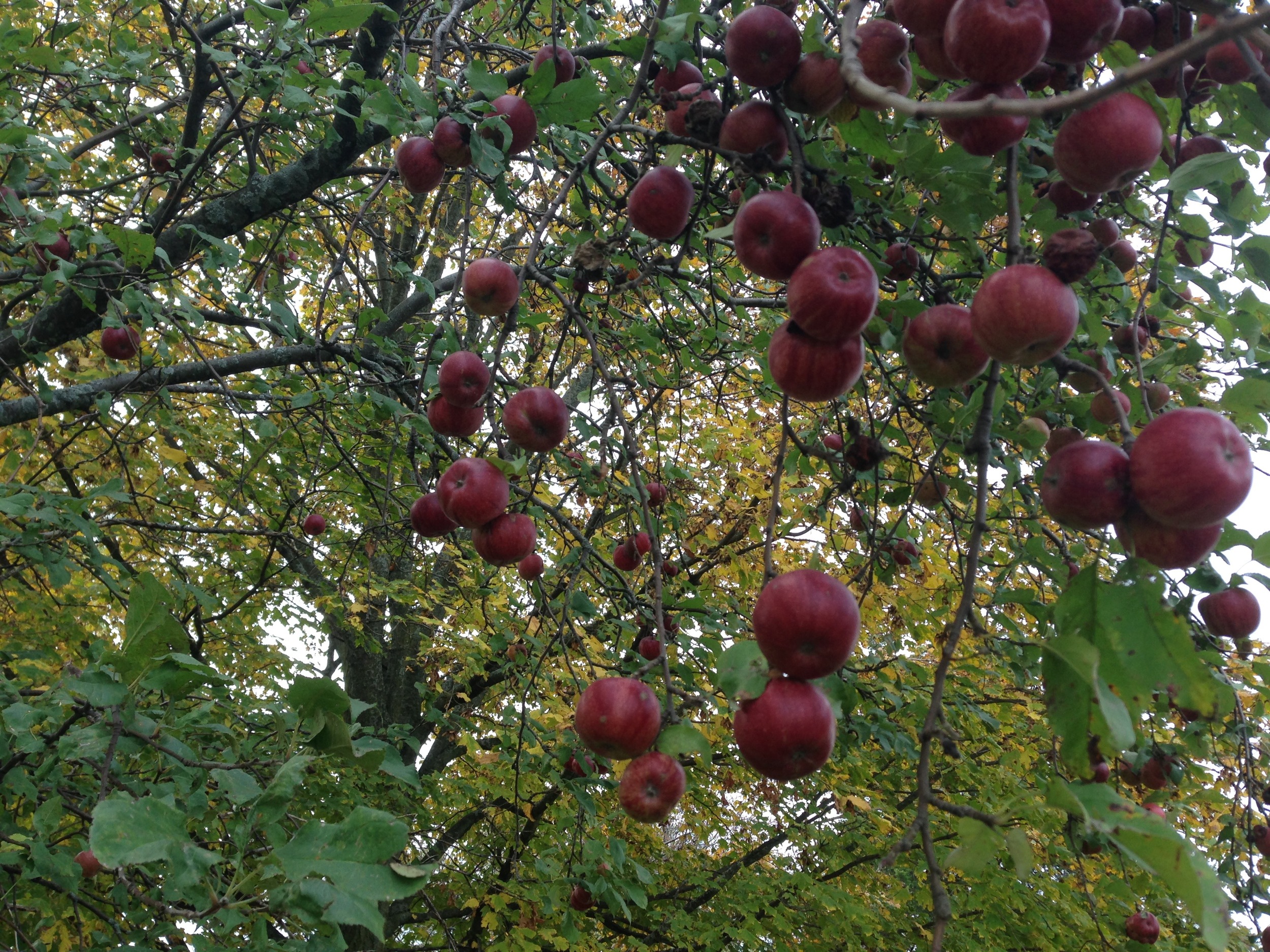 Our apple tree in October of 2013...