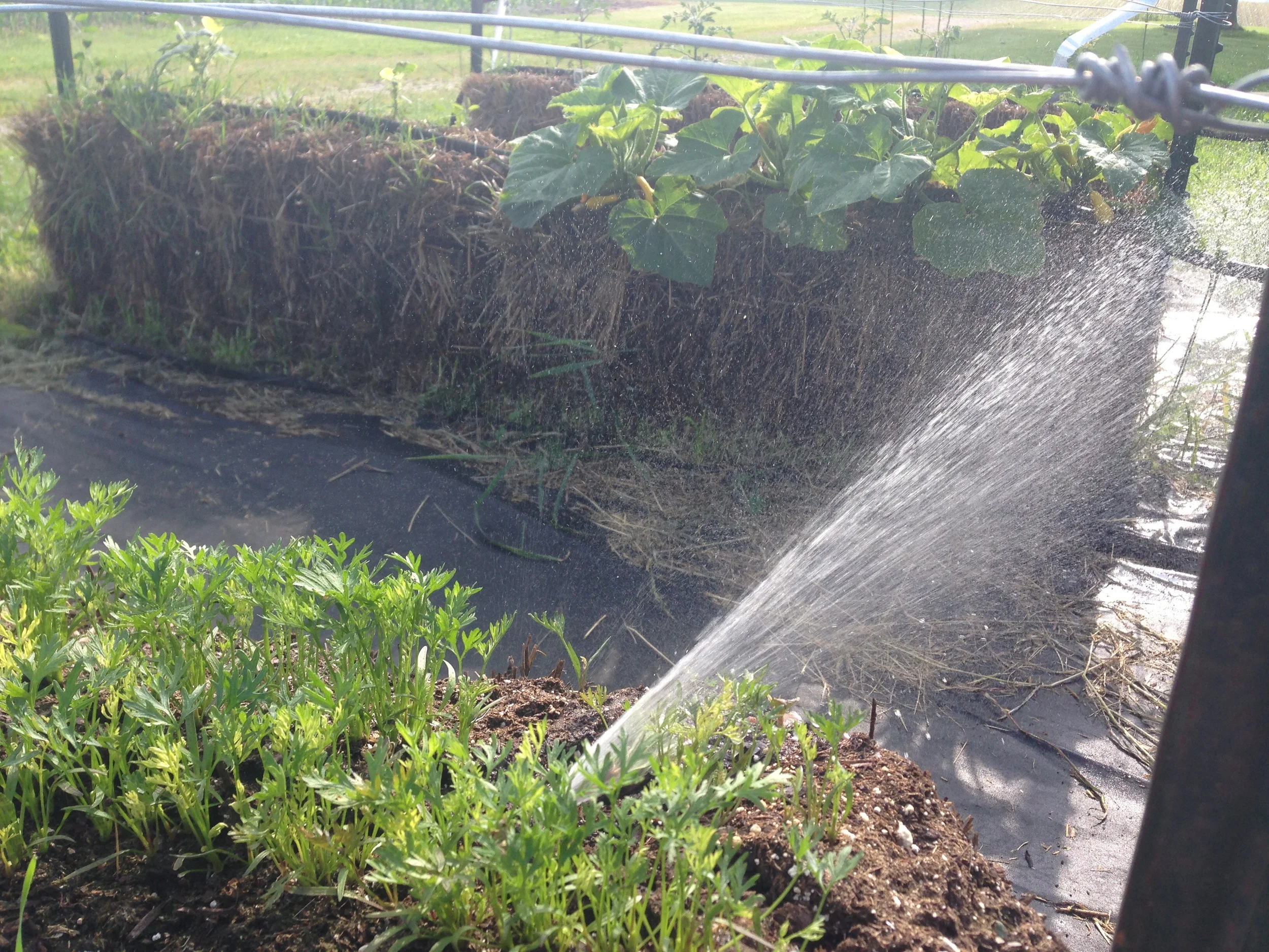 Here a forceful leak took out part of my carrots.