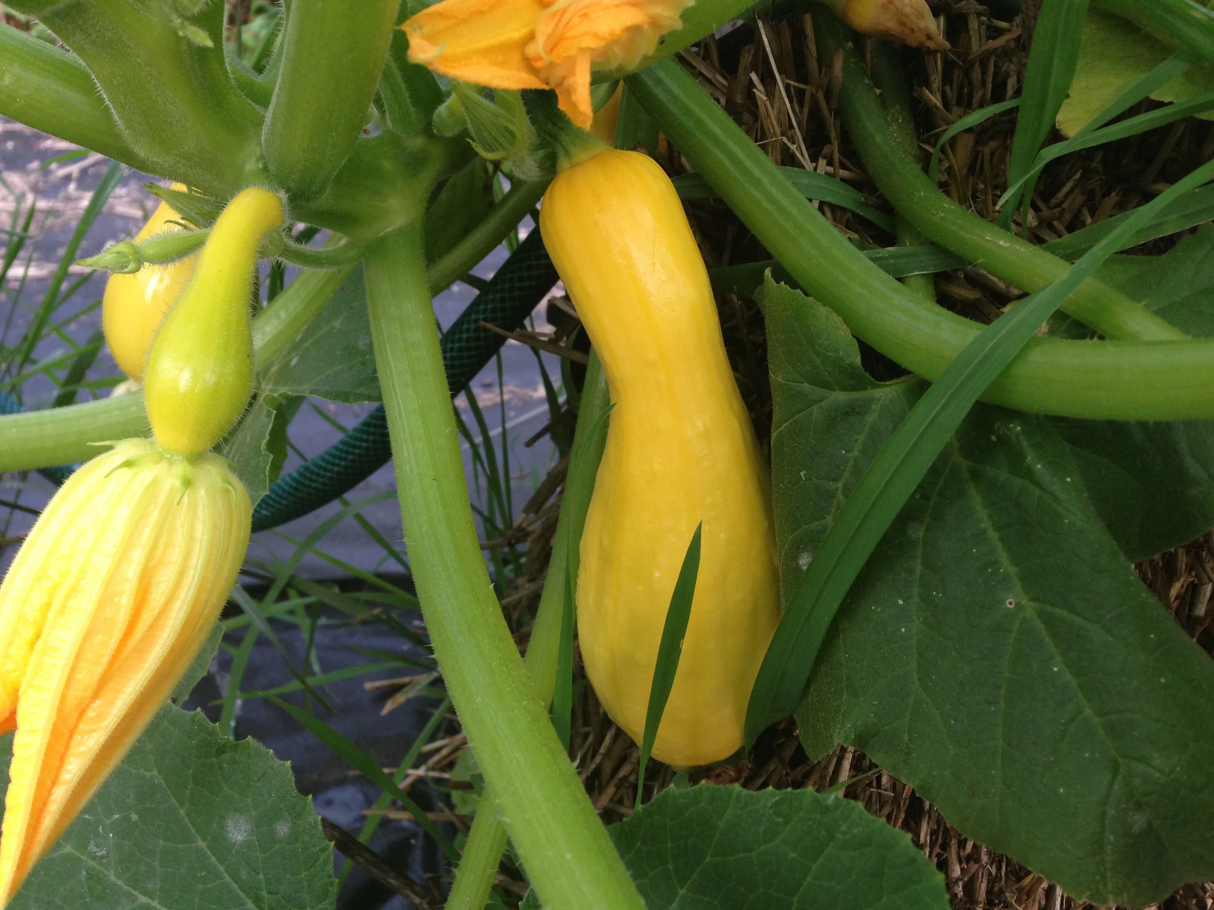 Beautiful yellow squash.