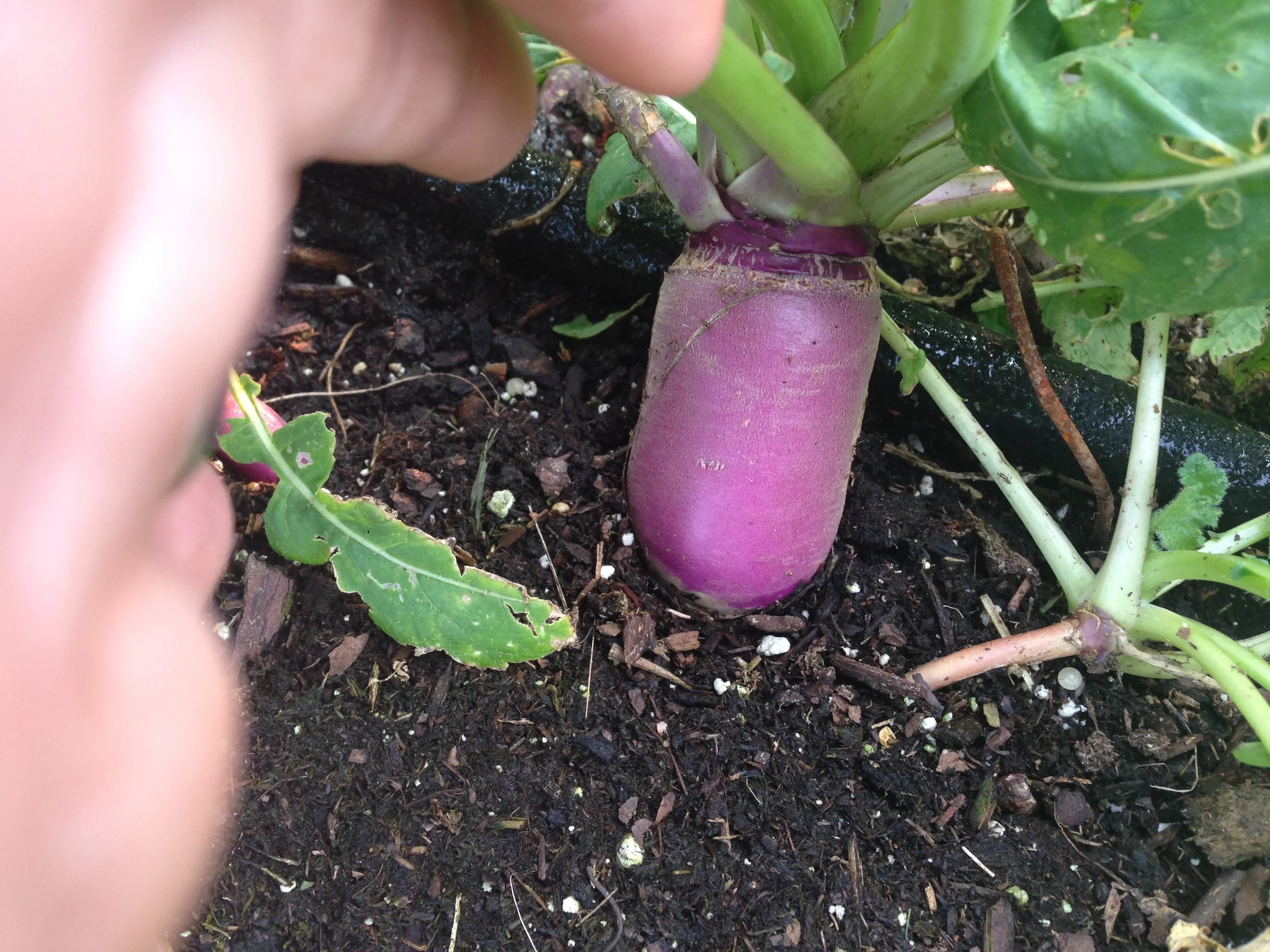Turnips to be used with the cabbage & beets for beet soup