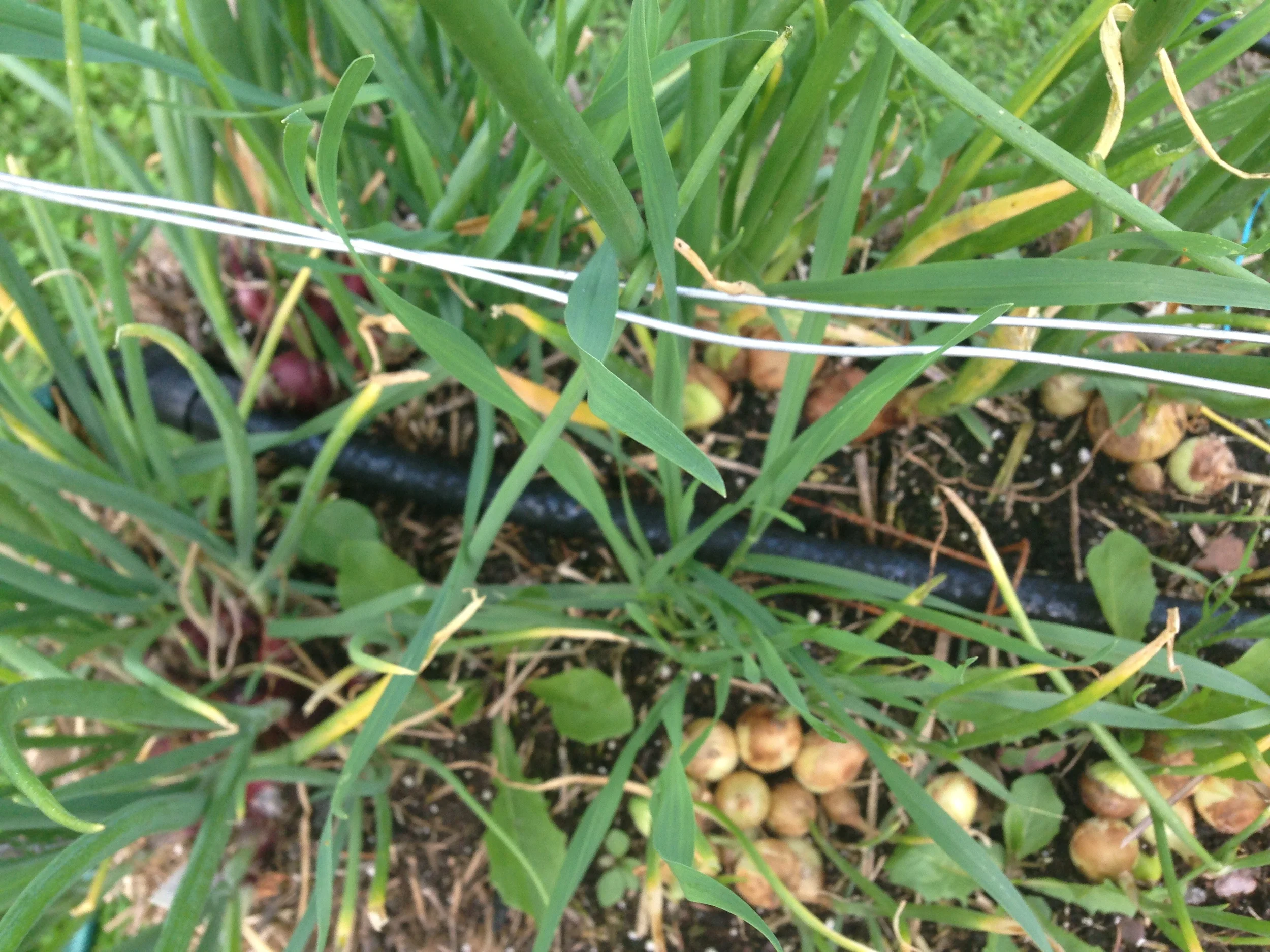 Very excited to be growing onions for the first time.